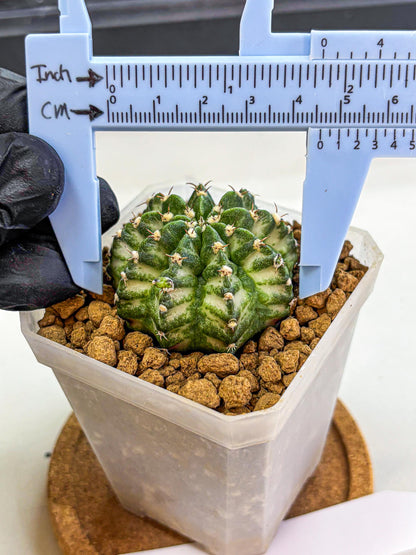 Gymnocalycium White Lantern (gy18) (17) | Collectable Plant