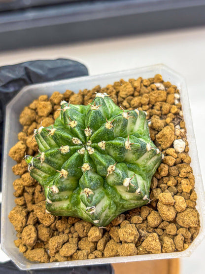 Gymnocalycium White Lantern (gy18) (17) | Collectable Plant