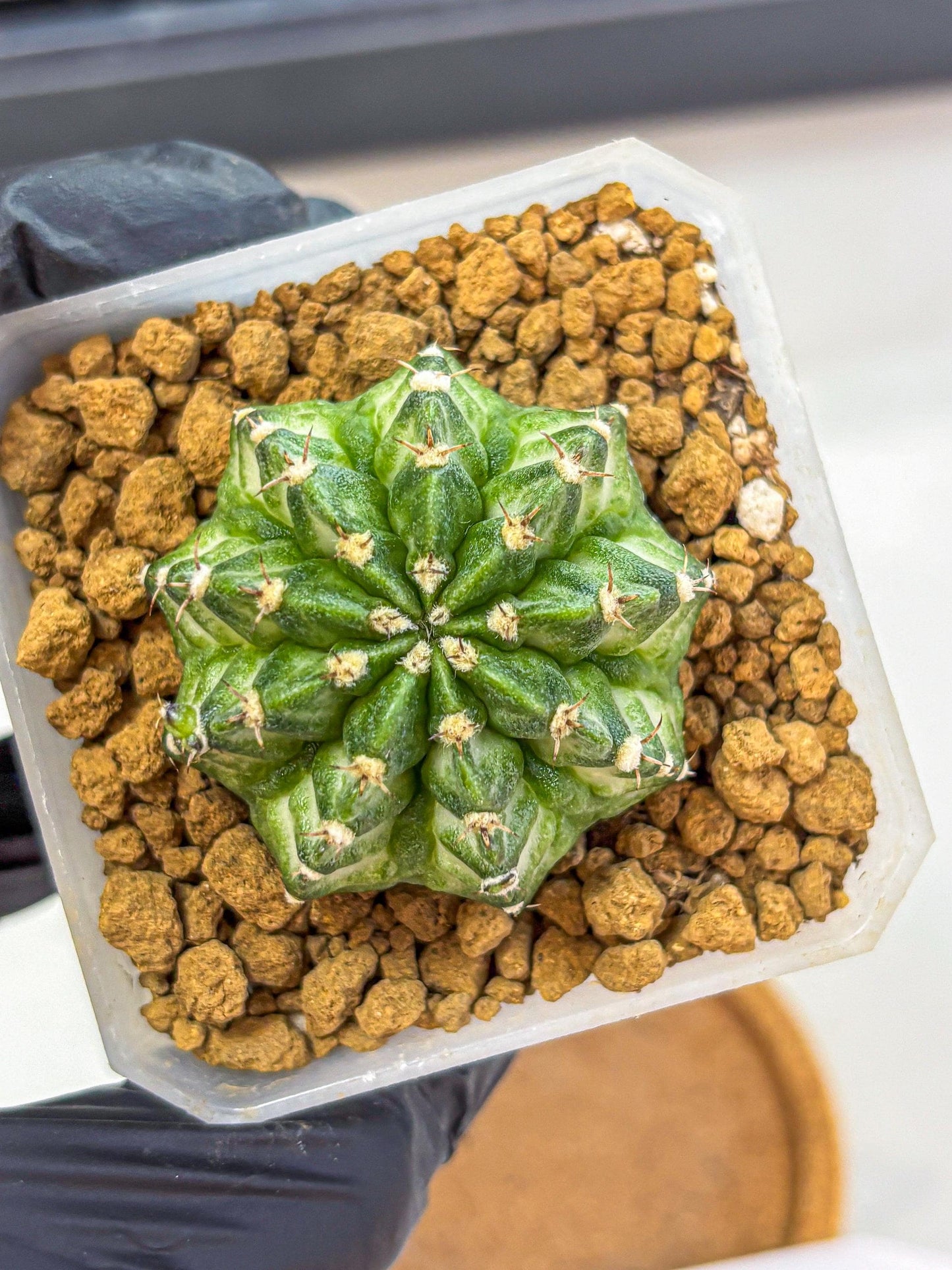 Gymnocalycium White Lantern (gy18) (17) | Collectable Plant
