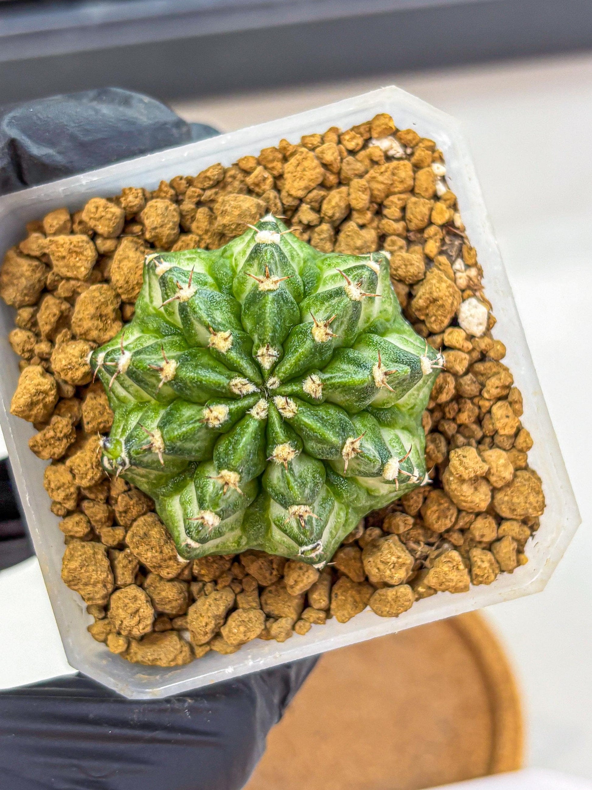 Gymnocalycium White Lantern (gy18) (17) | Collectable Plant