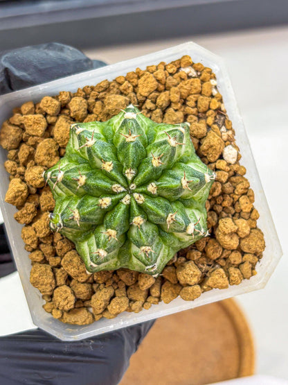 Gymnocalycium White Lantern (gy18) (17) | Collectable Plant