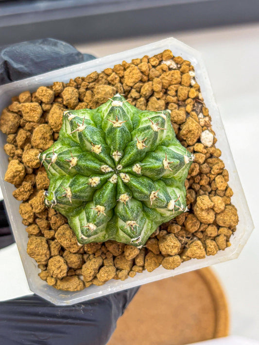 Gymnocalycium White Lantern (gy18) (17) | Collectable Plant