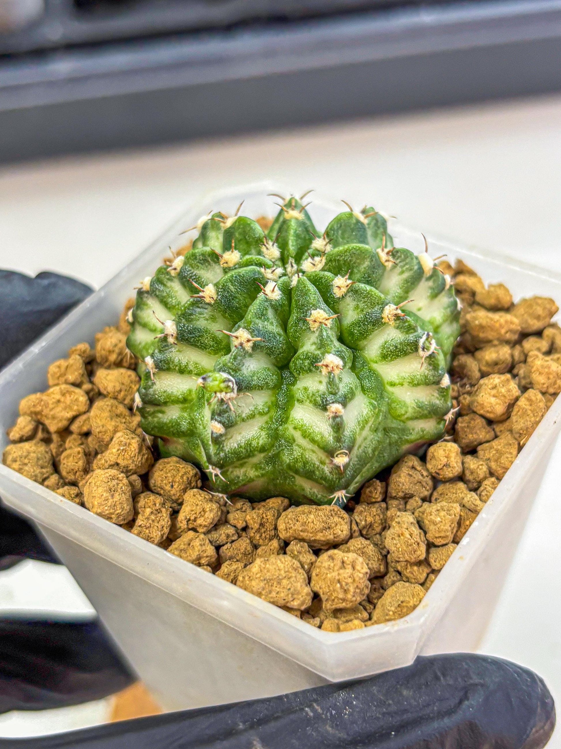 Gymnocalycium White Lantern (gy18) (17) | Collectable Plant