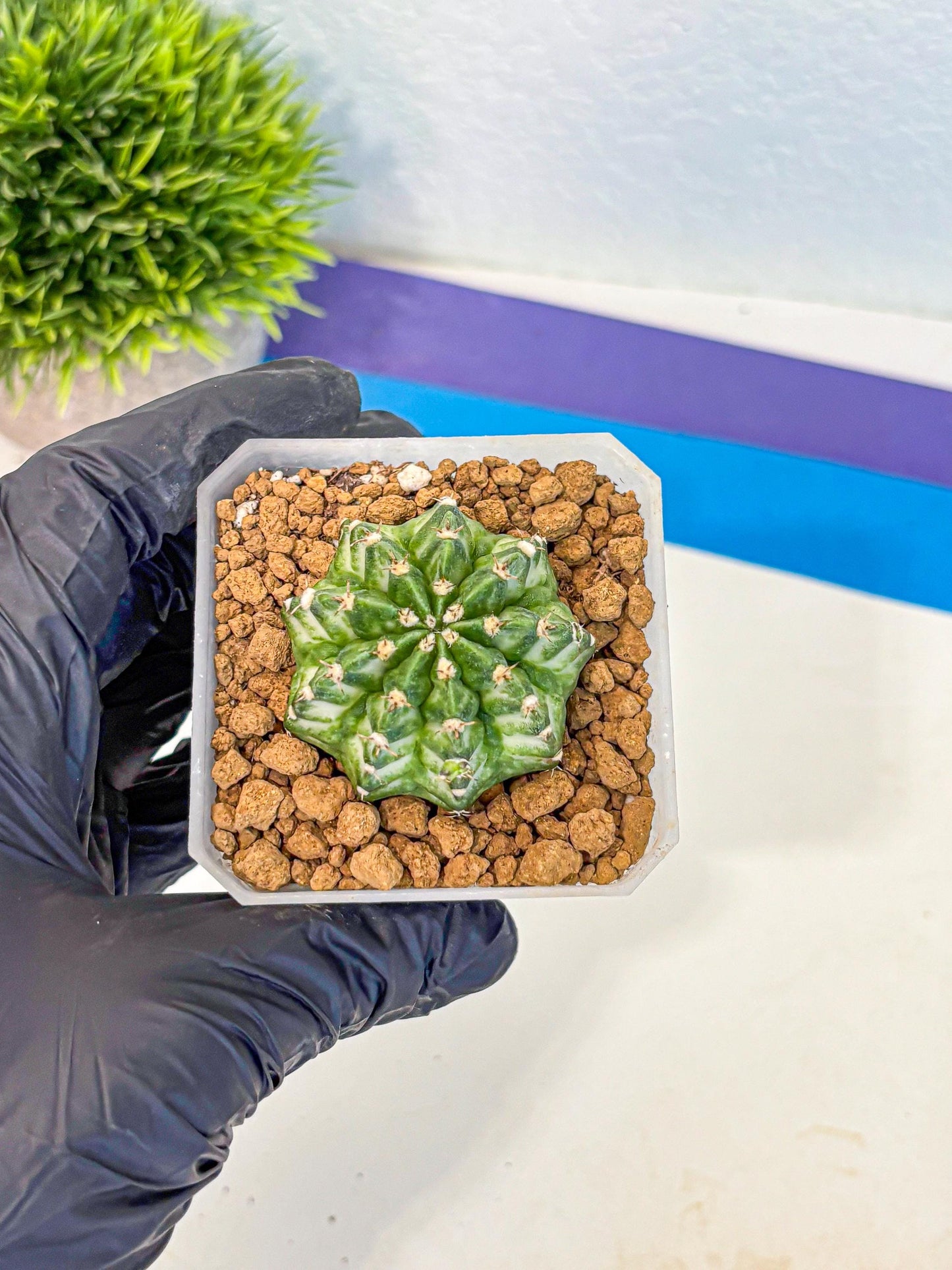 Gymnocalycium White Lantern (gy18) (17) | Collectable Plant