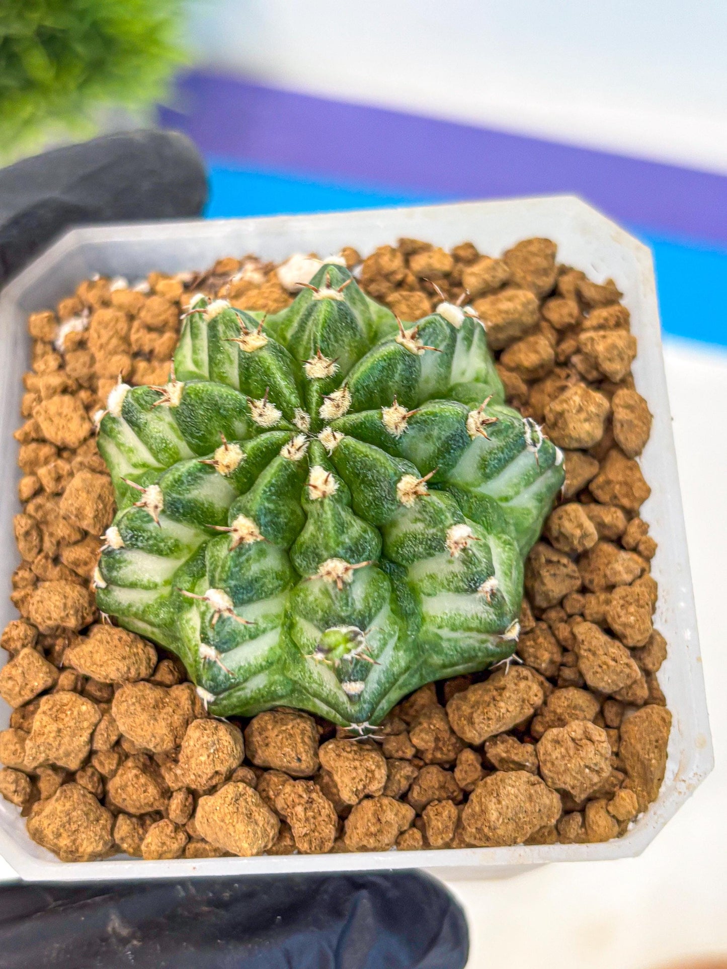 Gymnocalycium White Lantern (gy18) (17) | Collectable Plant