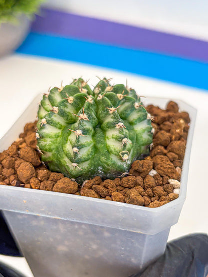 Gymnocalycium White Lantern (gy18) (18) | Collectable Plant