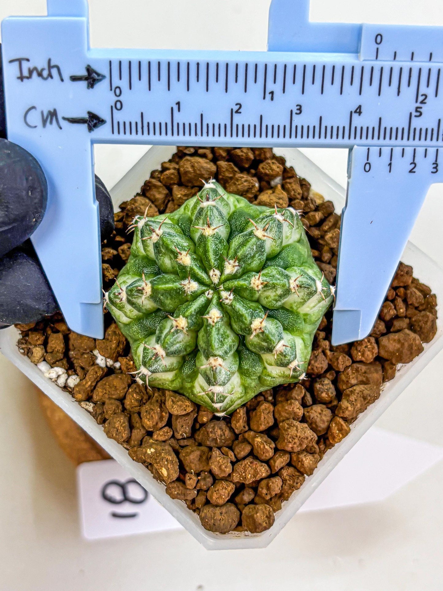 Gymnocalycium White Lantern (gy18) (18) | Collectable Plant