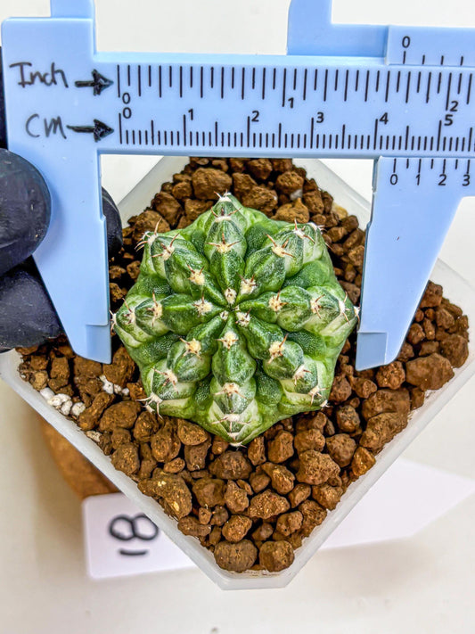 Gymnocalycium White Lantern (gy18) (18) | Collectable Plant
