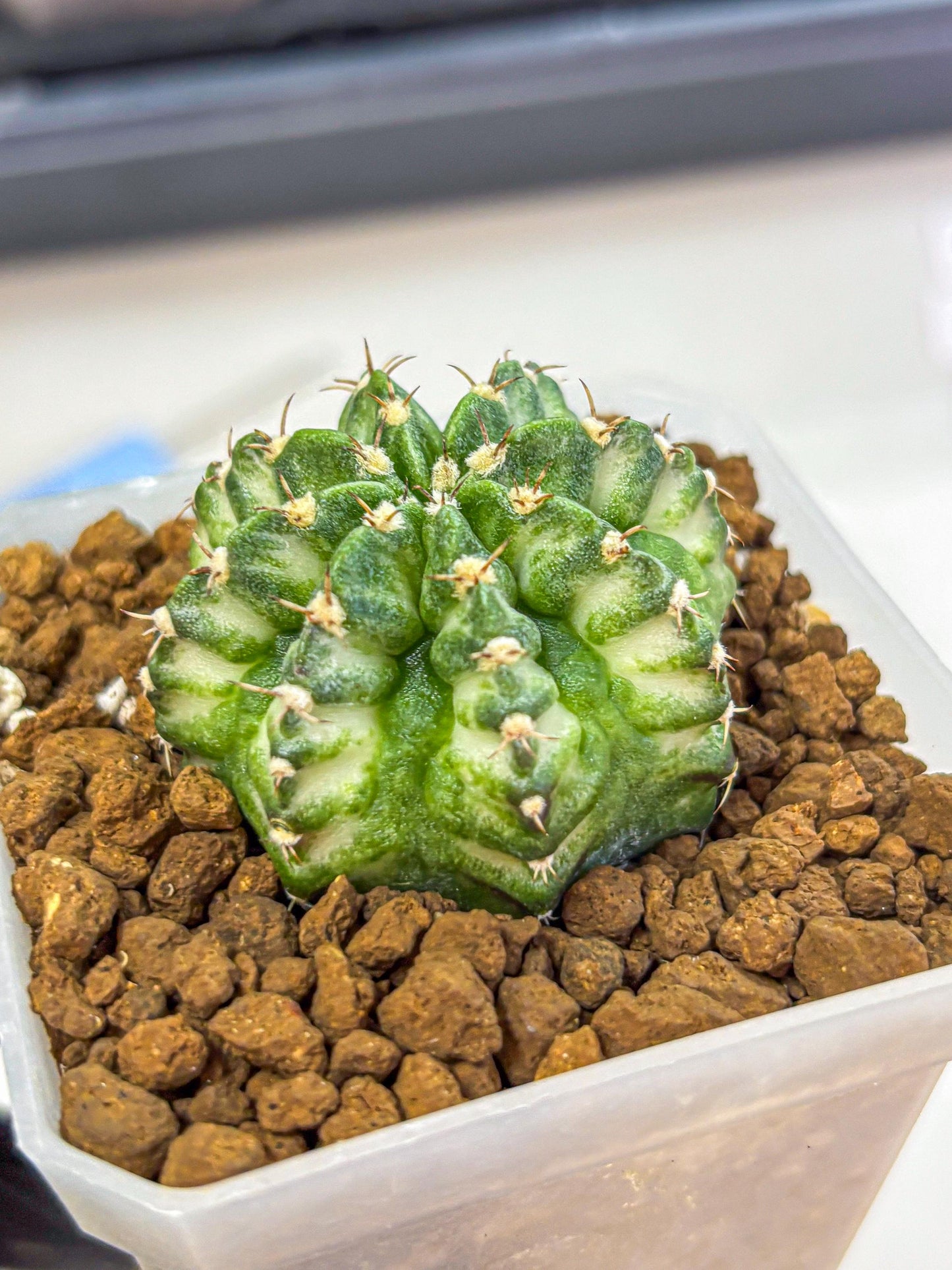 Gymnocalycium White Lantern (gy18) (18) | Collectable Plant