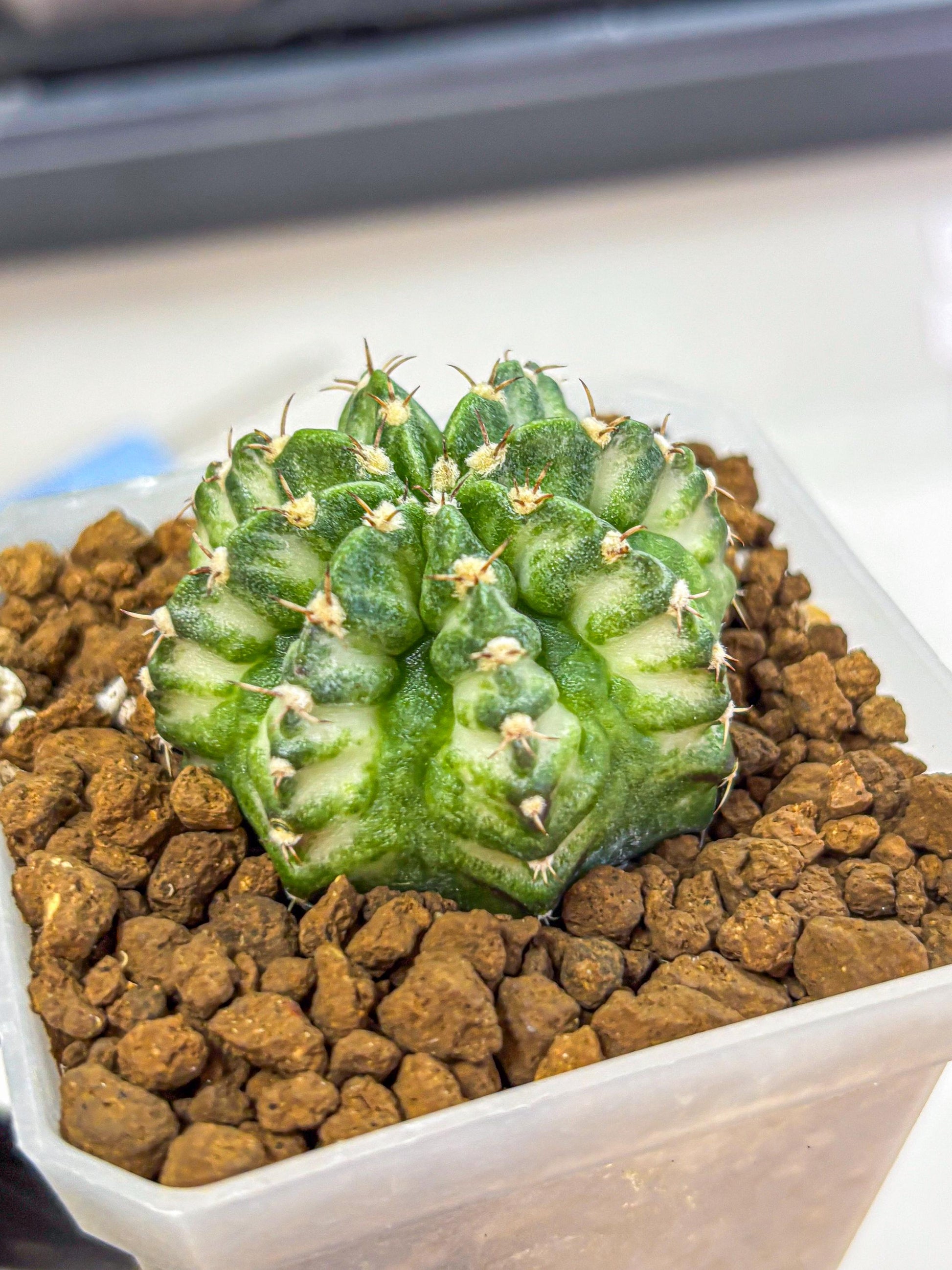 Gymnocalycium White Lantern (gy18) (18) | Collectable Plant
