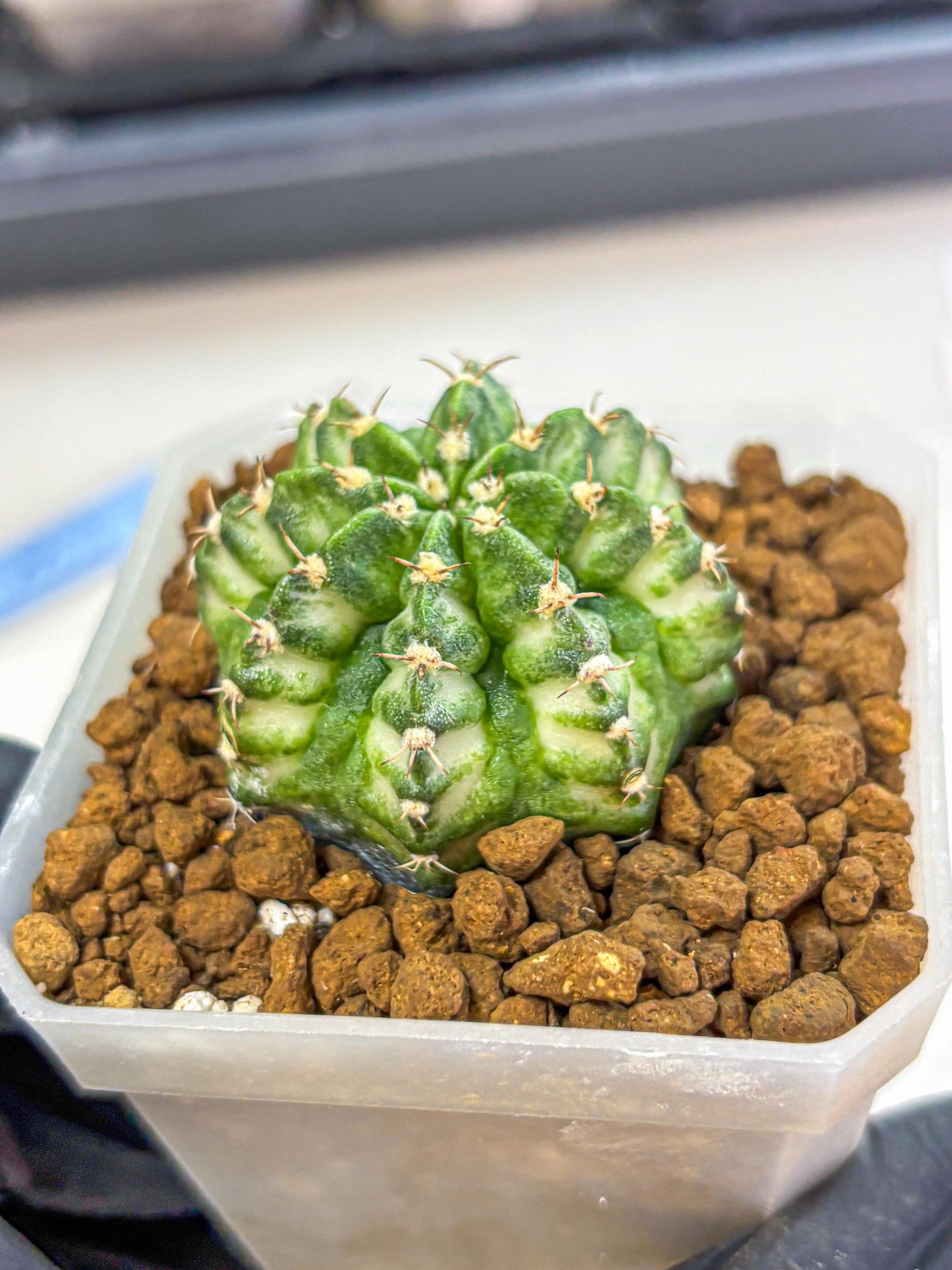 Gymnocalycium White Lantern (gy18) (18) | Collectable Plant