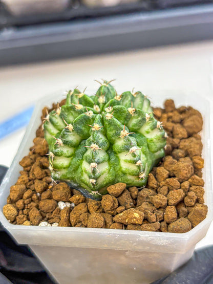 Gymnocalycium White Lantern (gy18) (18) | Collectable Plant