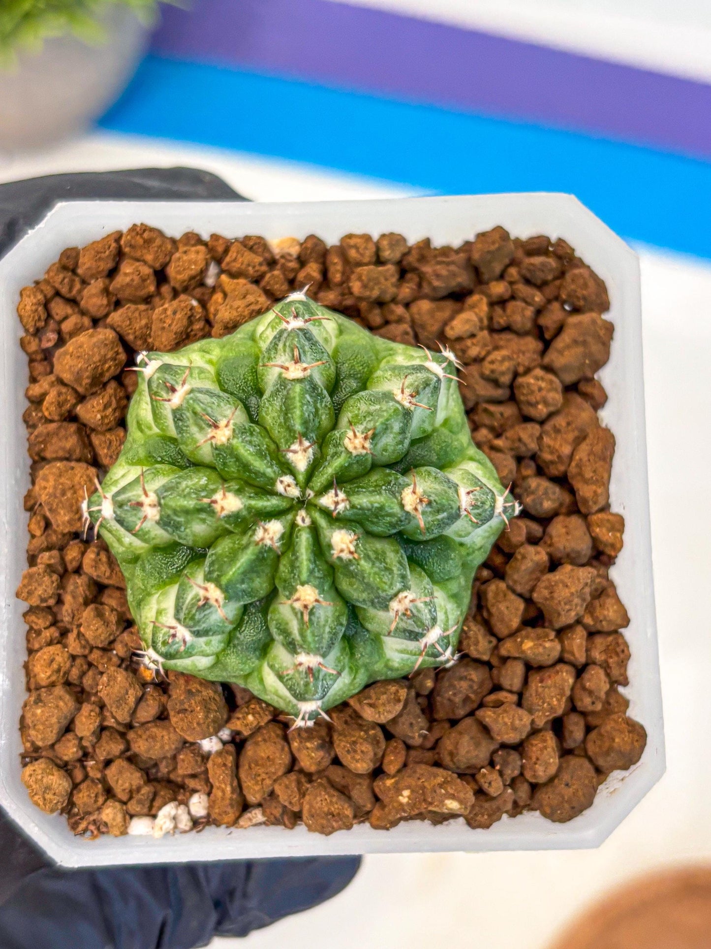 Gymnocalycium White Lantern (gy18) (18) | Collectable Plant