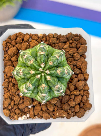 Gymnocalycium White Lantern (gy18) (18) | Collectable Plant