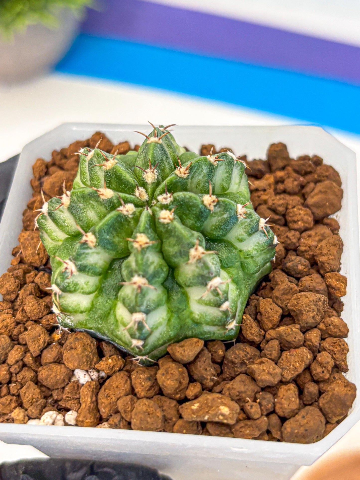 Gymnocalycium White Lantern (gy18) (18) | Collectable Plant
