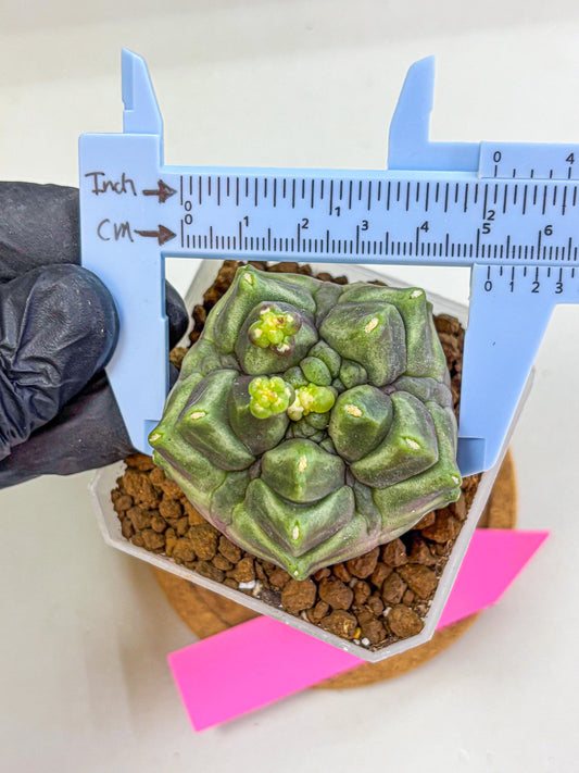 Gymnocalycium montrose (gy18) (pp) | Collectable Plant