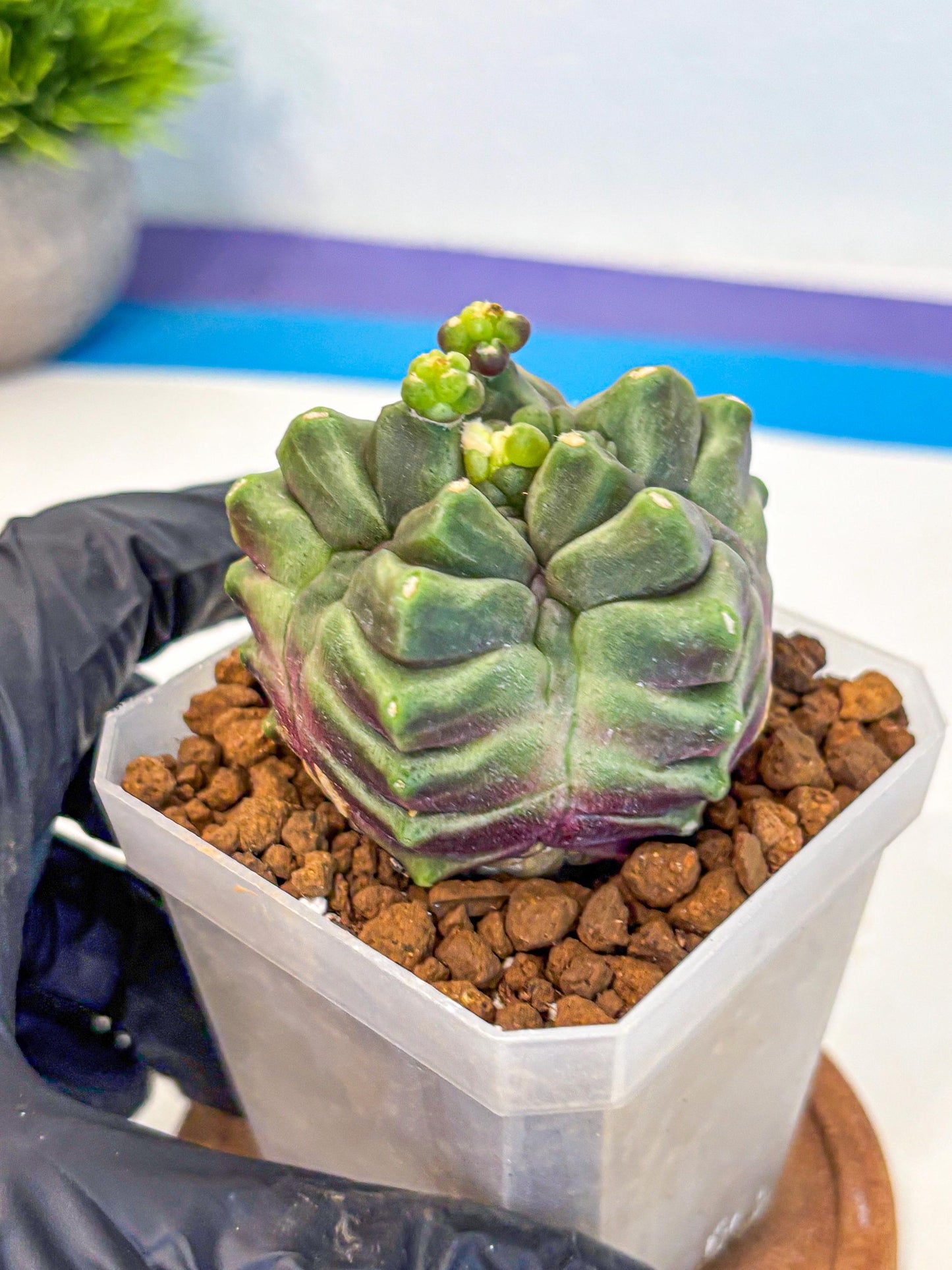 Gymnocalycium montrose (gy18) (pp) | Collectable Plant
