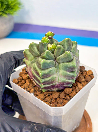 Gymnocalycium montrose (gy18) (pp) | Collectable Plant