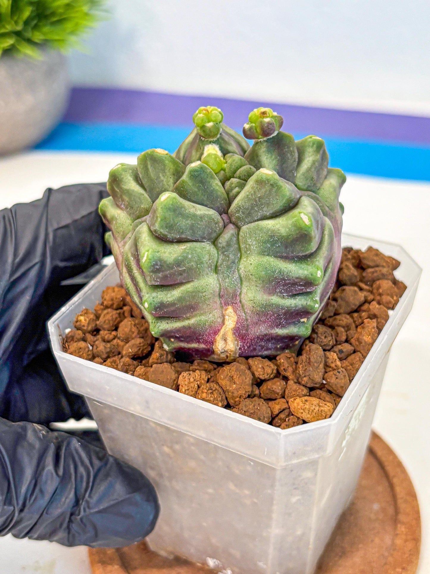 Gymnocalycium montrose (gy18) (pp) | Collectable Plant