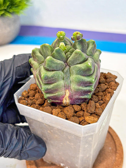 Gymnocalycium montrose (gy18) (pp) | Collectable Plant