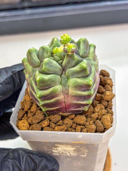 Gymnocalycium montrose (gy18) (pp) | Collectable Plant