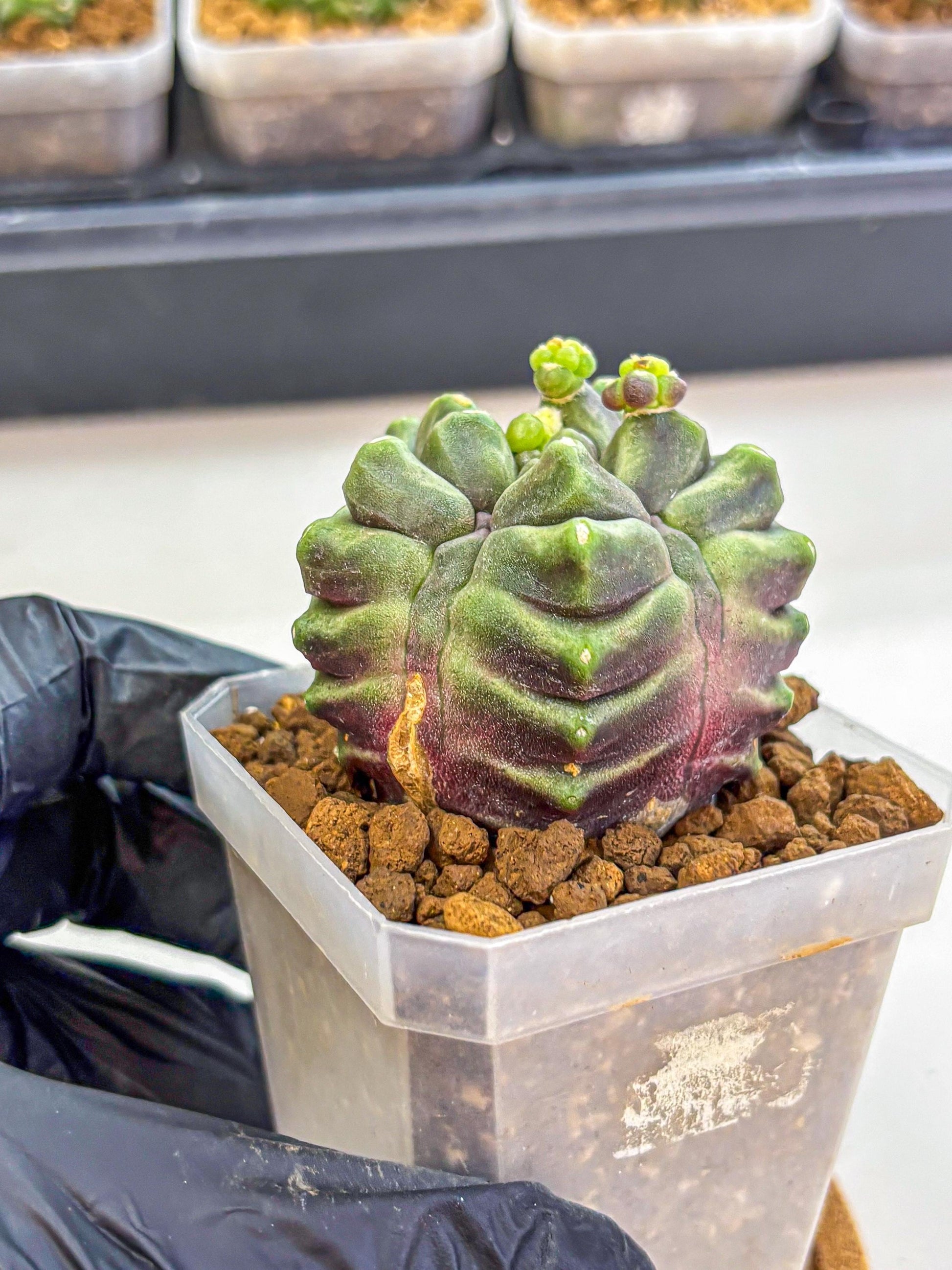 Gymnocalycium montrose (gy18) (pp) | Collectable Plant