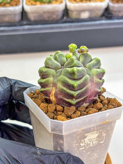 Gymnocalycium montrose (gy18) (pp) | Collectable Plant
