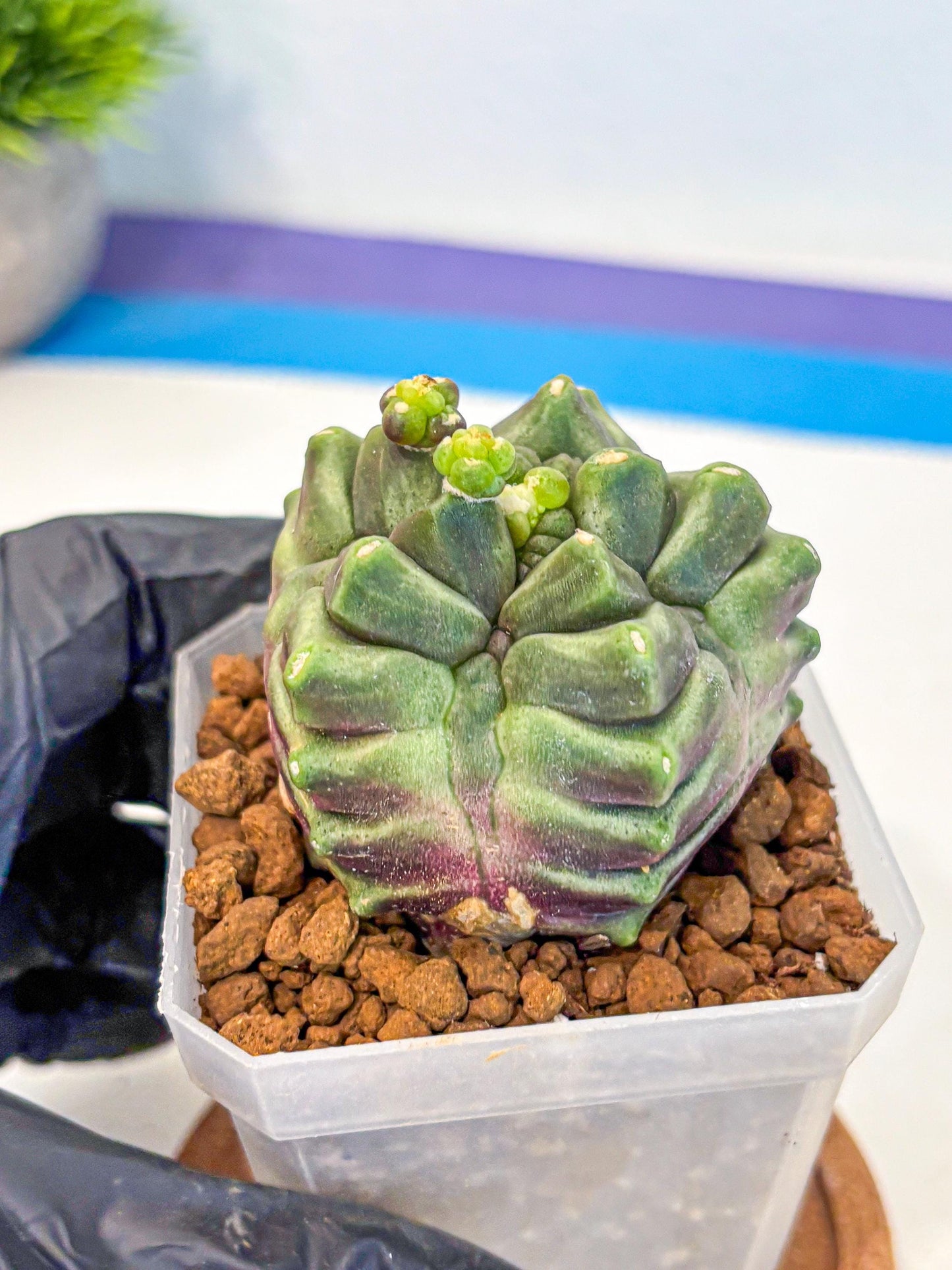Gymnocalycium montrose (gy18) (pp) | Collectable Plant