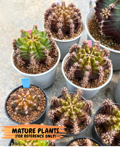 Gymnocalycium Peanut Butter (gy18) (15) | Collectable Plant