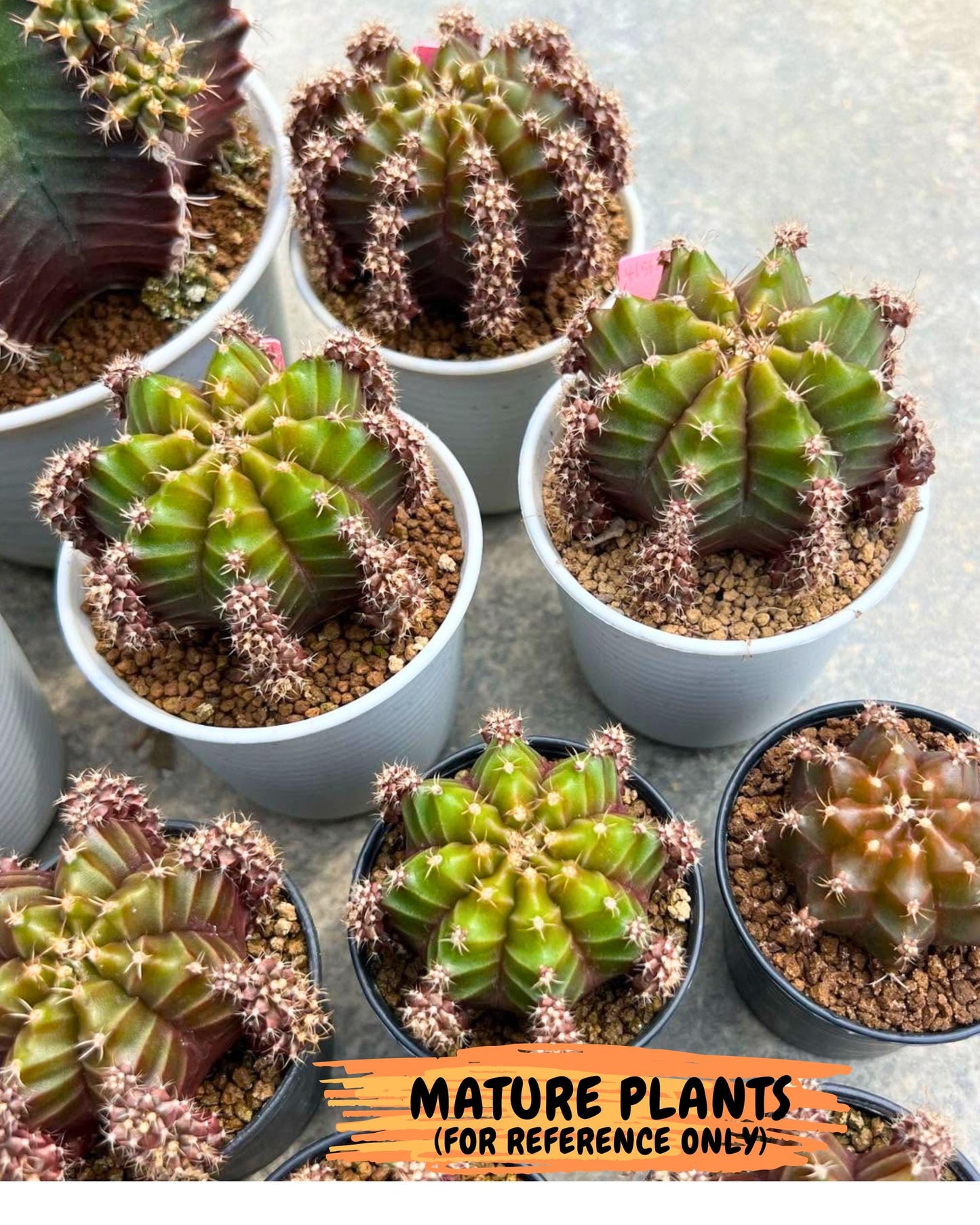 Gymnocalycium Peanut Butter (gy18) (16) | Collectable Plant