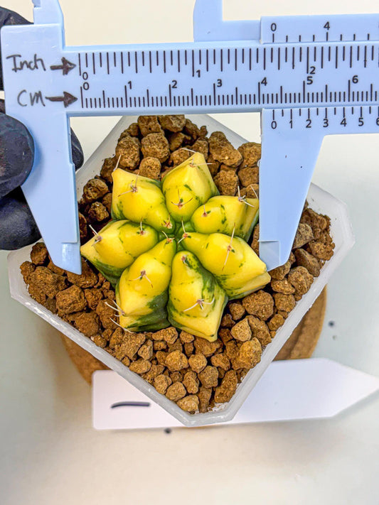 Gymnocalycium French Fuchsia B (gy19) (01) | Collectable Plant