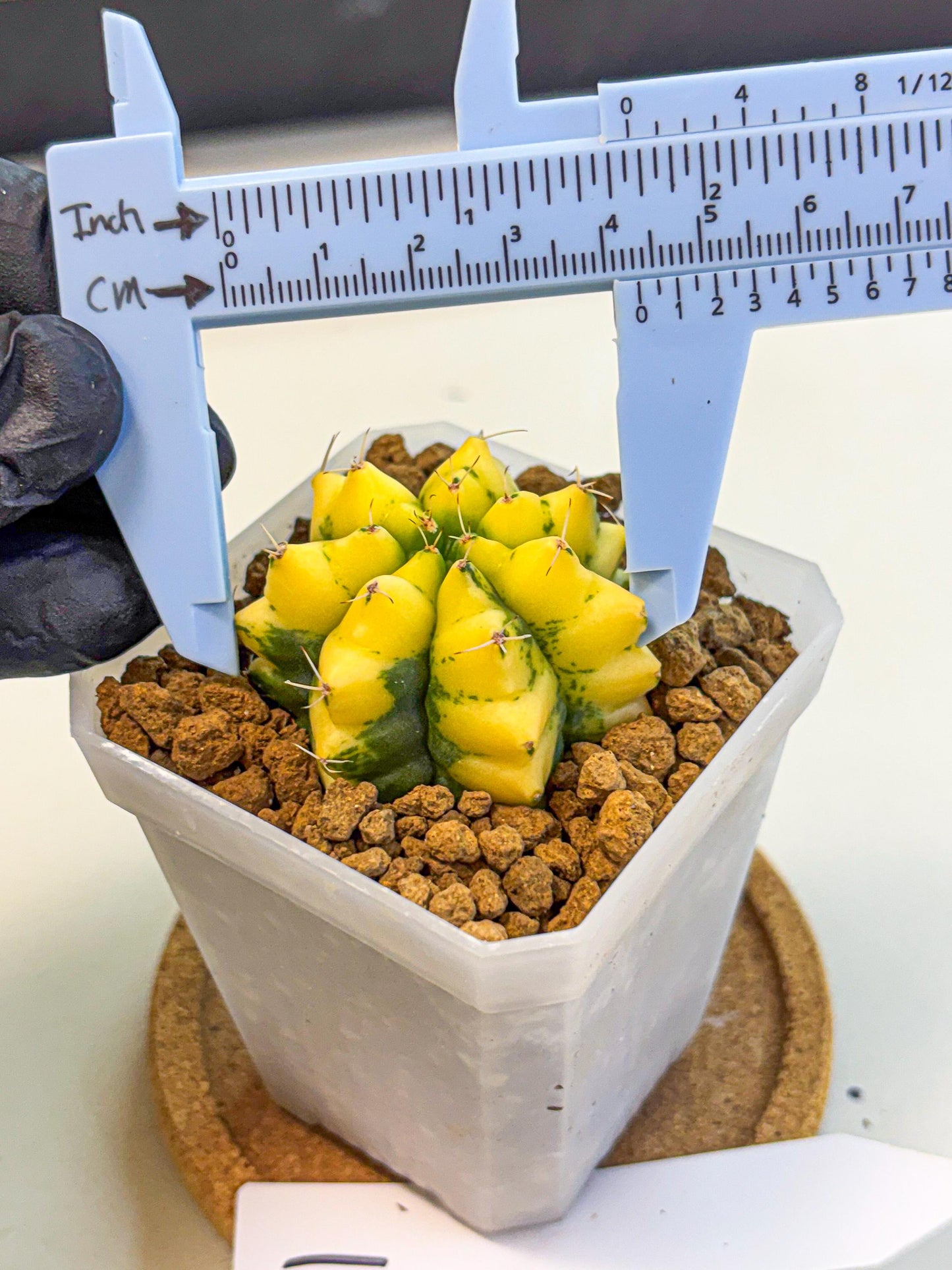 Gymnocalycium French Fuchsia B (gy19) (01) | Collectable Plant