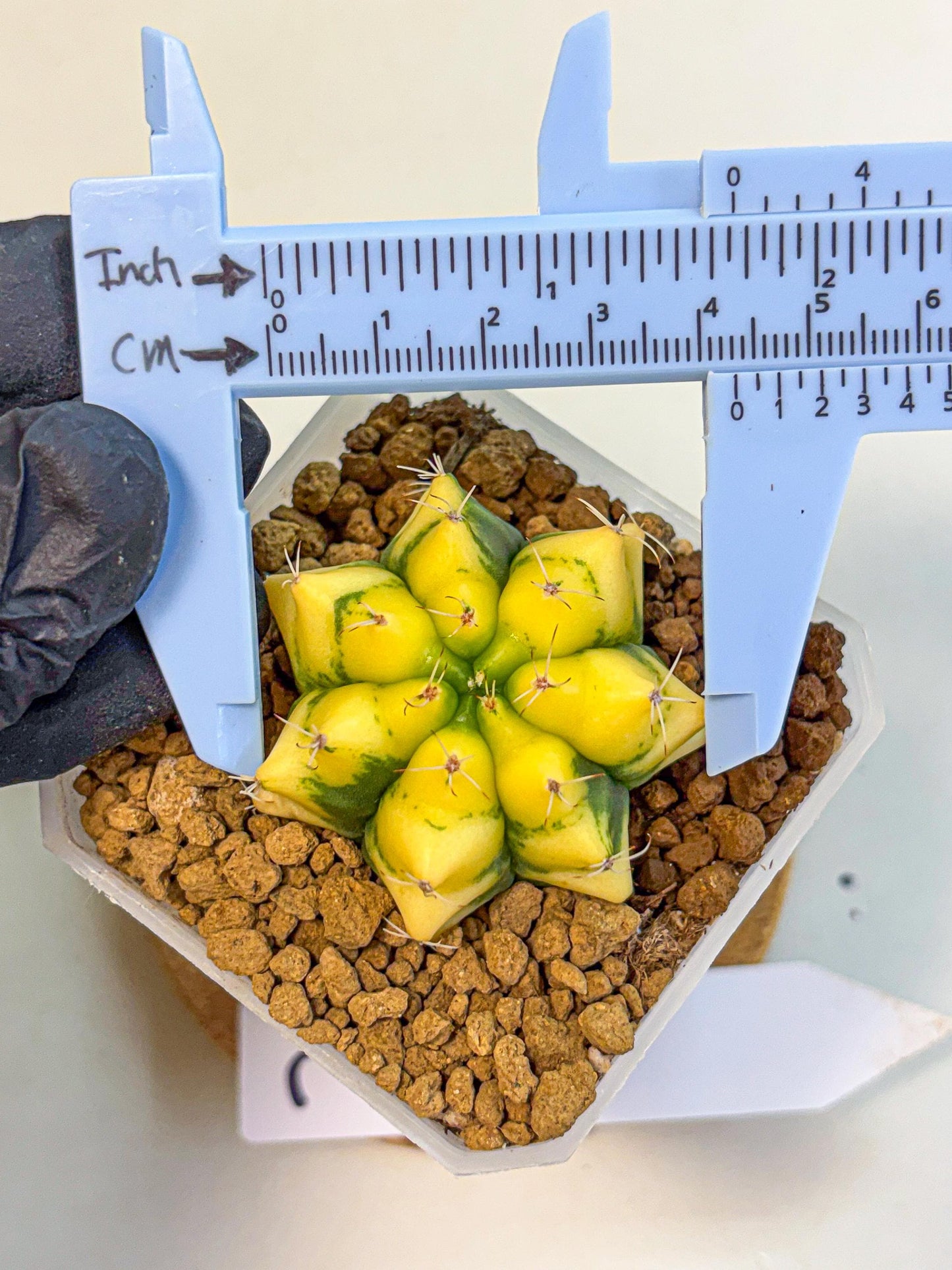 Gymnocalycium French Fuchsia B (gy19) (01) | Collectable Plant
