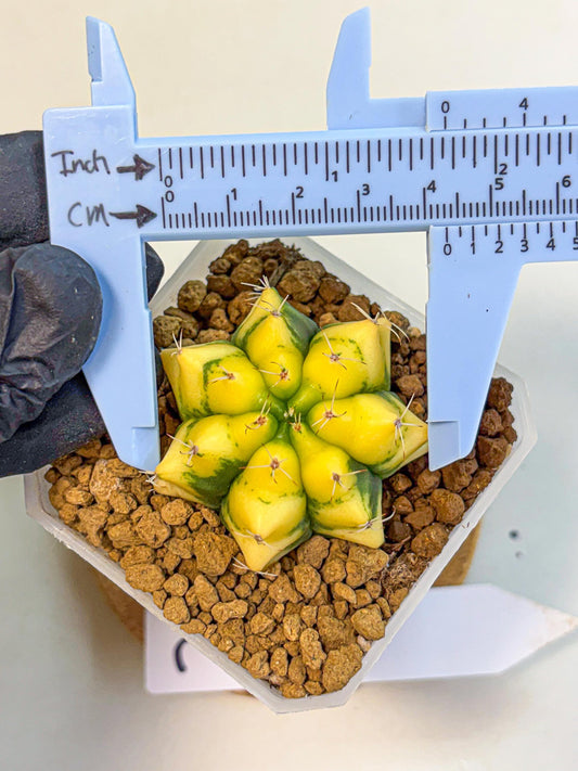 Gymnocalycium French Fuchsia B (gy19) (01) | Collectable Plant