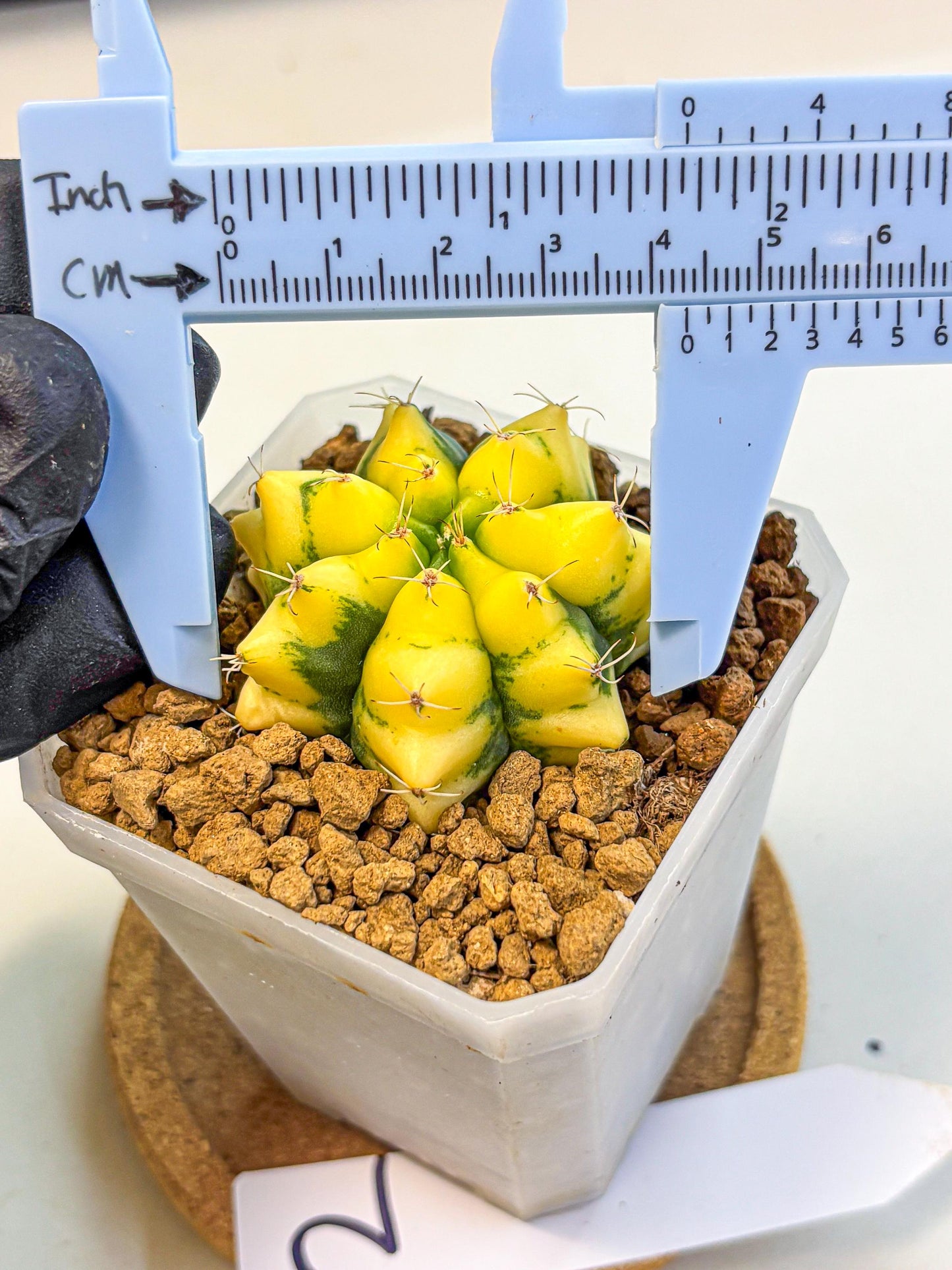 Gymnocalycium French Fuchsia B (gy19) (01) | Collectable Plant
