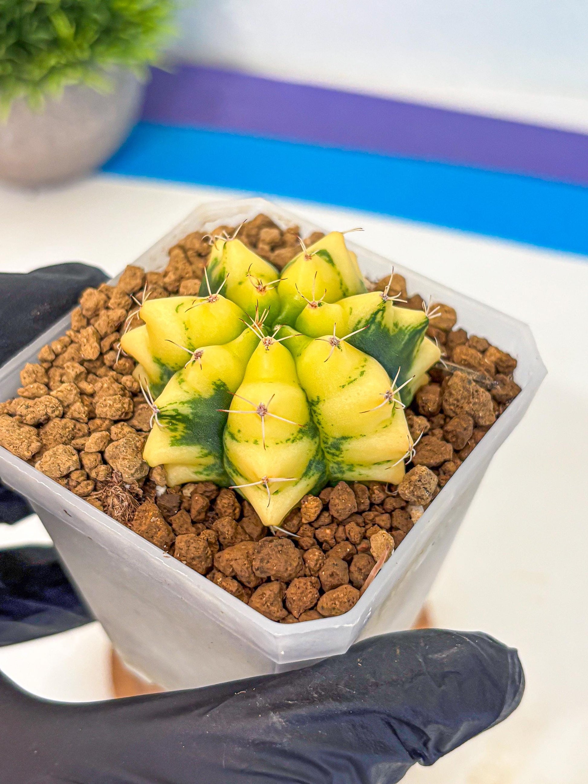 Gymnocalycium French Fuchsia B (gy19) (01) | Collectable Plant