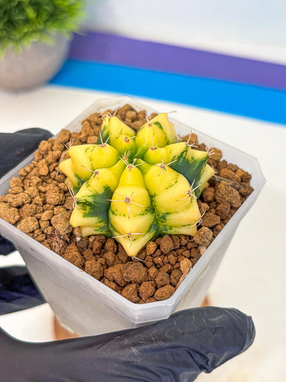 Gymnocalycium French Fuchsia B (gy19) (01) | Collectable Plant