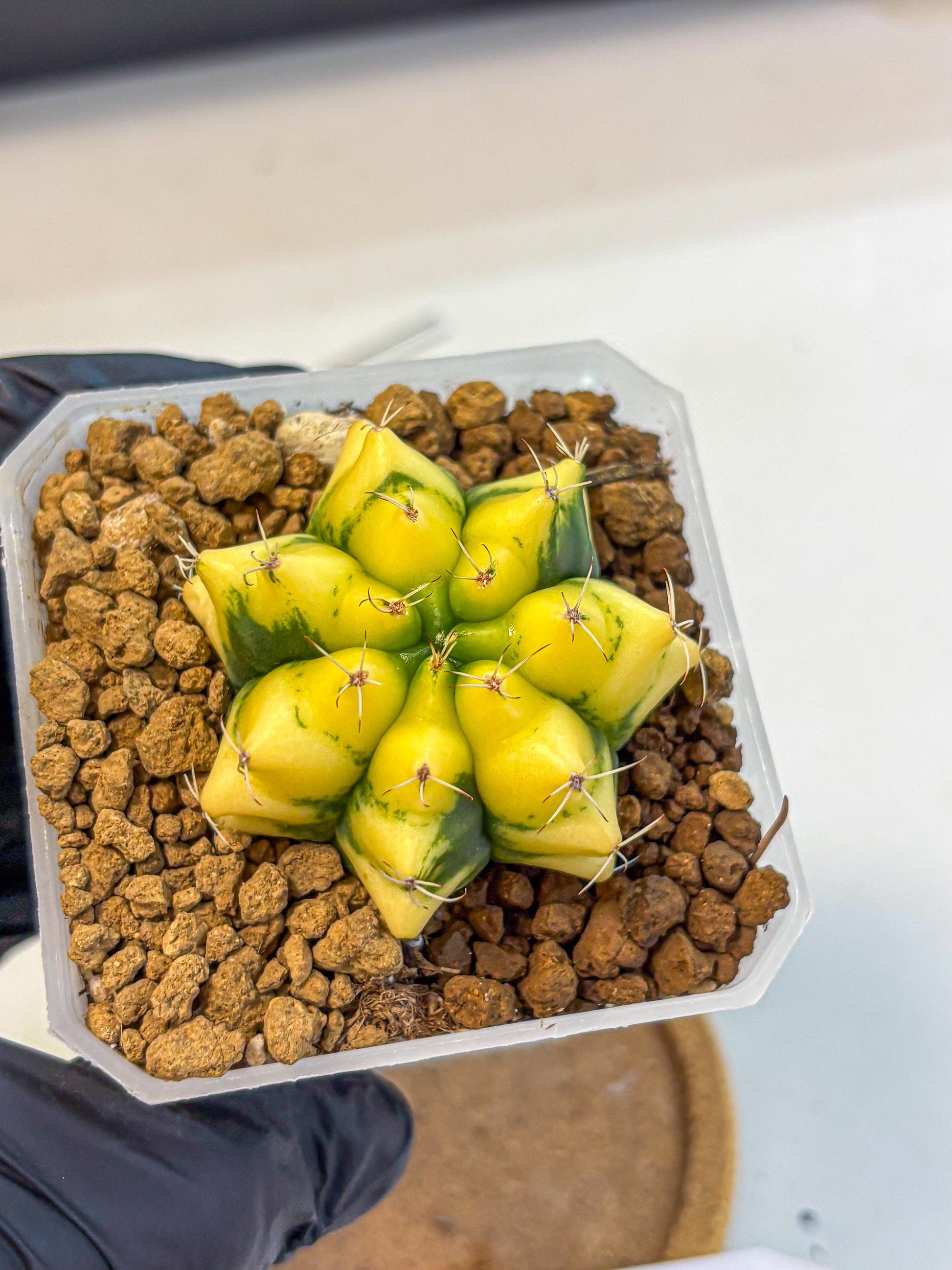 Gymnocalycium French Fuchsia B (gy19) (01) | Collectable Plant