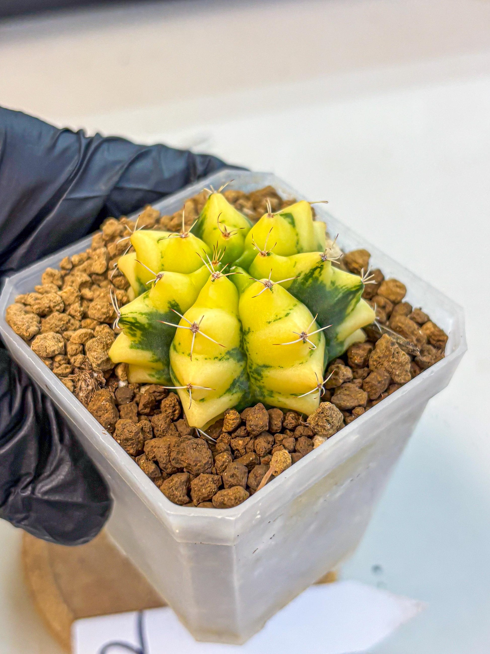 Gymnocalycium French Fuchsia B (gy19) (01) | Collectable Plant