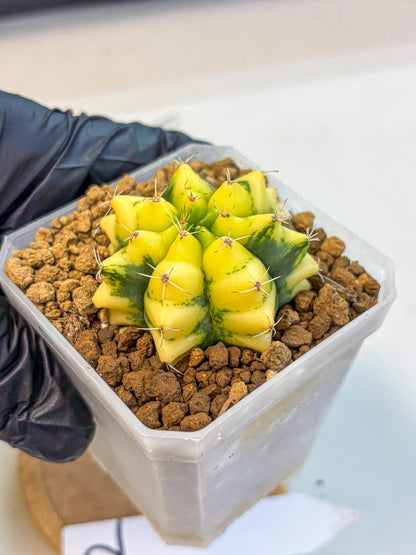 Gymnocalycium French Fuchsia B (gy19) (01) | Collectable Plant