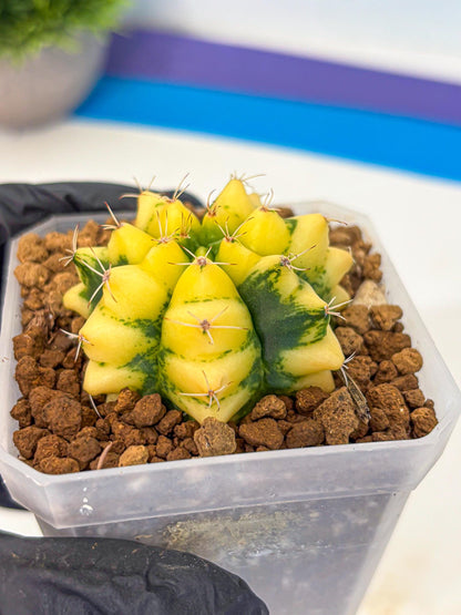 Gymnocalycium French Fuchsia B (gy19) (01) | Collectable Plant