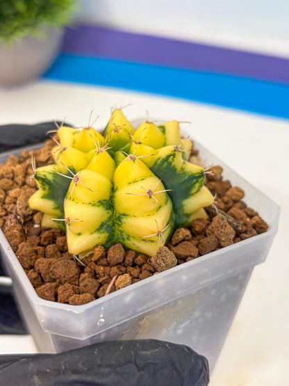 Gymnocalycium French Fuchsia B (gy19) (01) | Collectable Plant