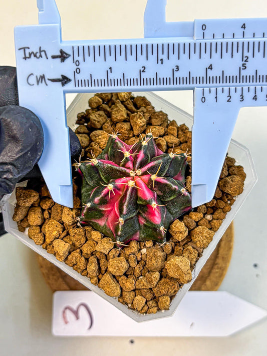 Gymnocalycium Pink Panther (gy19) (03) | Collectable Plant