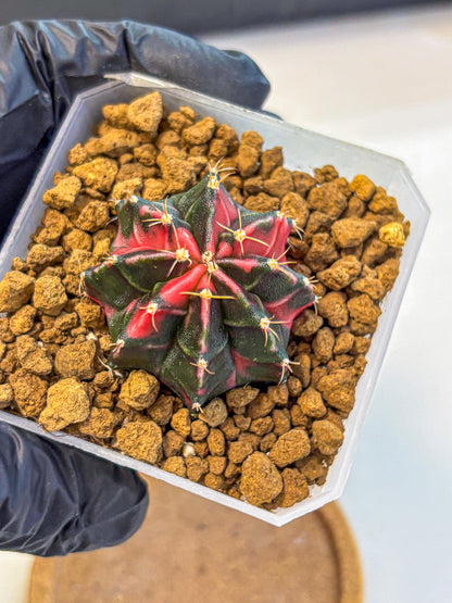 Gymnocalycium Pink Panther (gy19) (03) | Collectable Plant