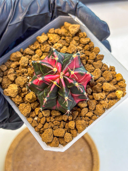 Gymnocalycium Pink Panther (gy19) (03) | Collectable Plant