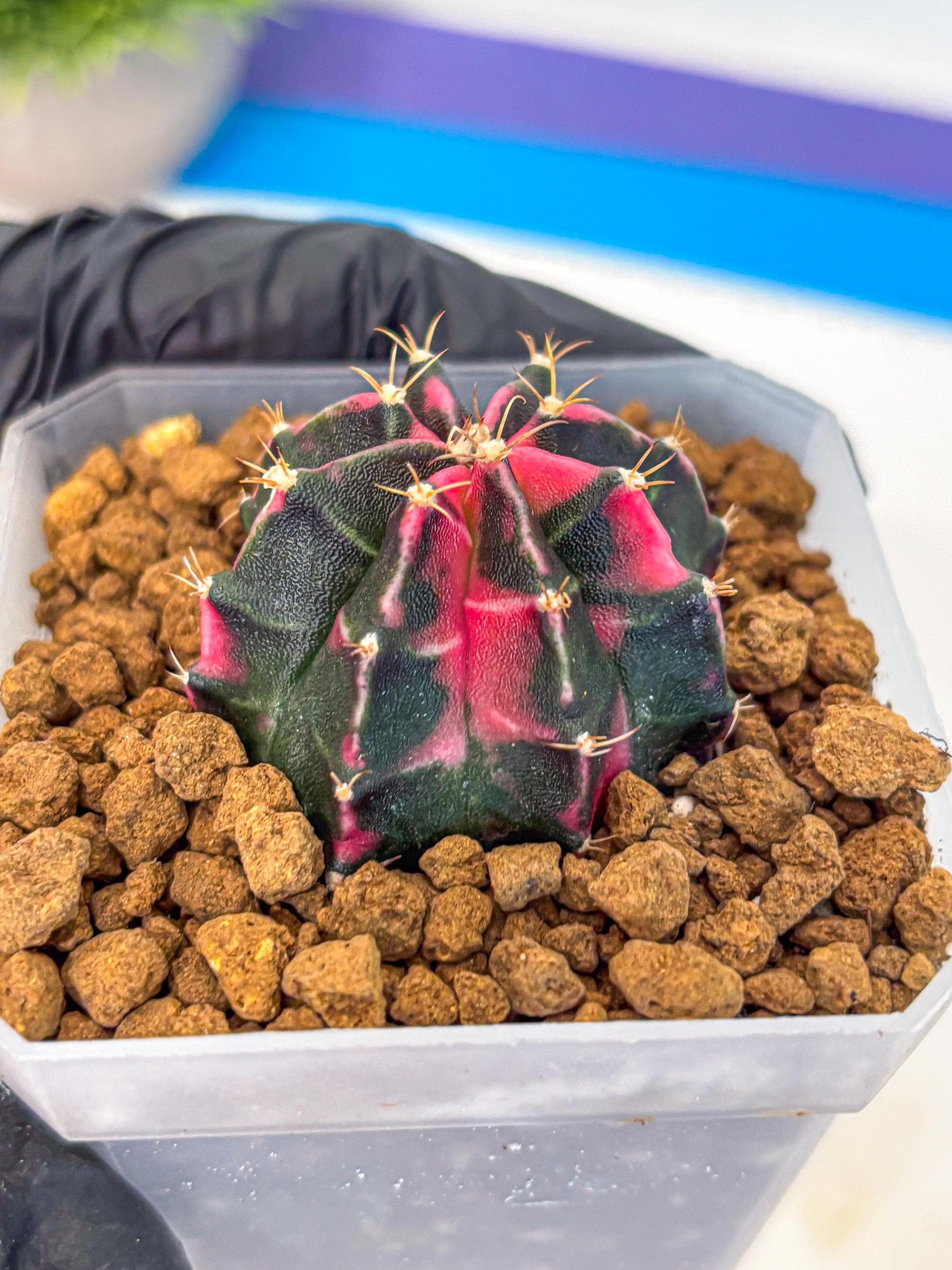 Gymnocalycium Pink Panther (gy19) (03) | Collectable Plant