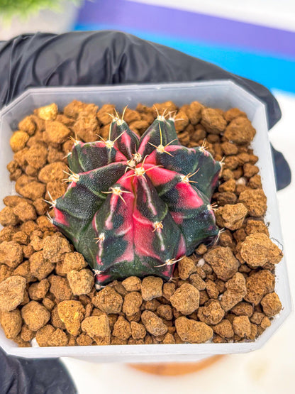 Gymnocalycium Pink Panther (gy19) (03) | Collectable Plant