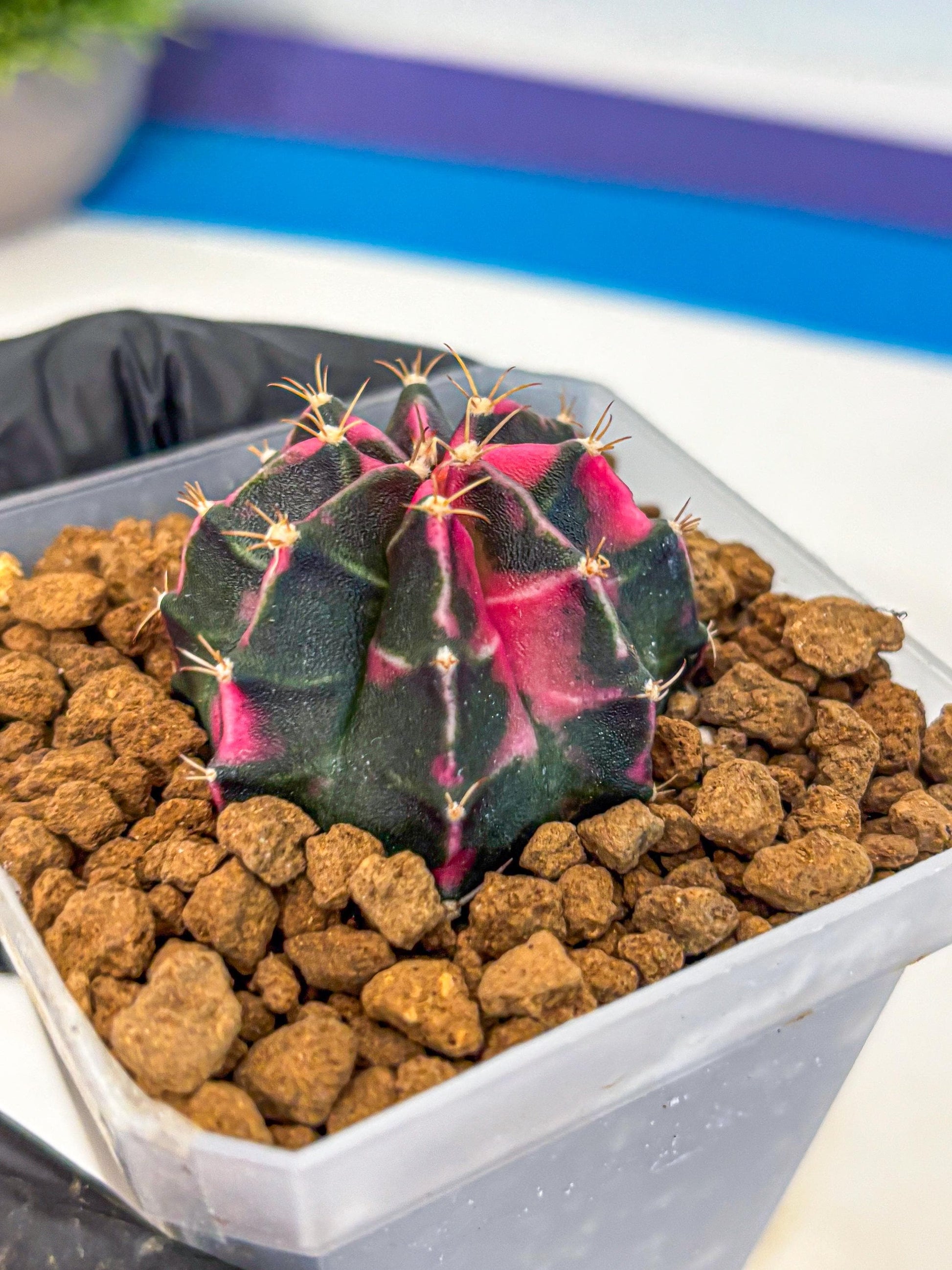 Gymnocalycium Pink Panther (gy19) (03) | Collectable Plant