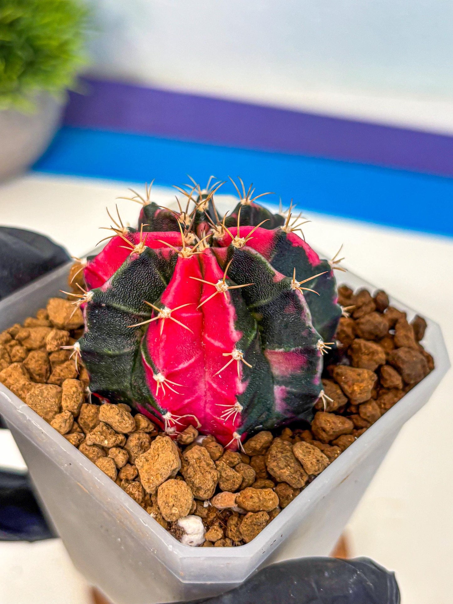 Gymnocalycium Pink Panther (gy19) (04) | Collectable Plant