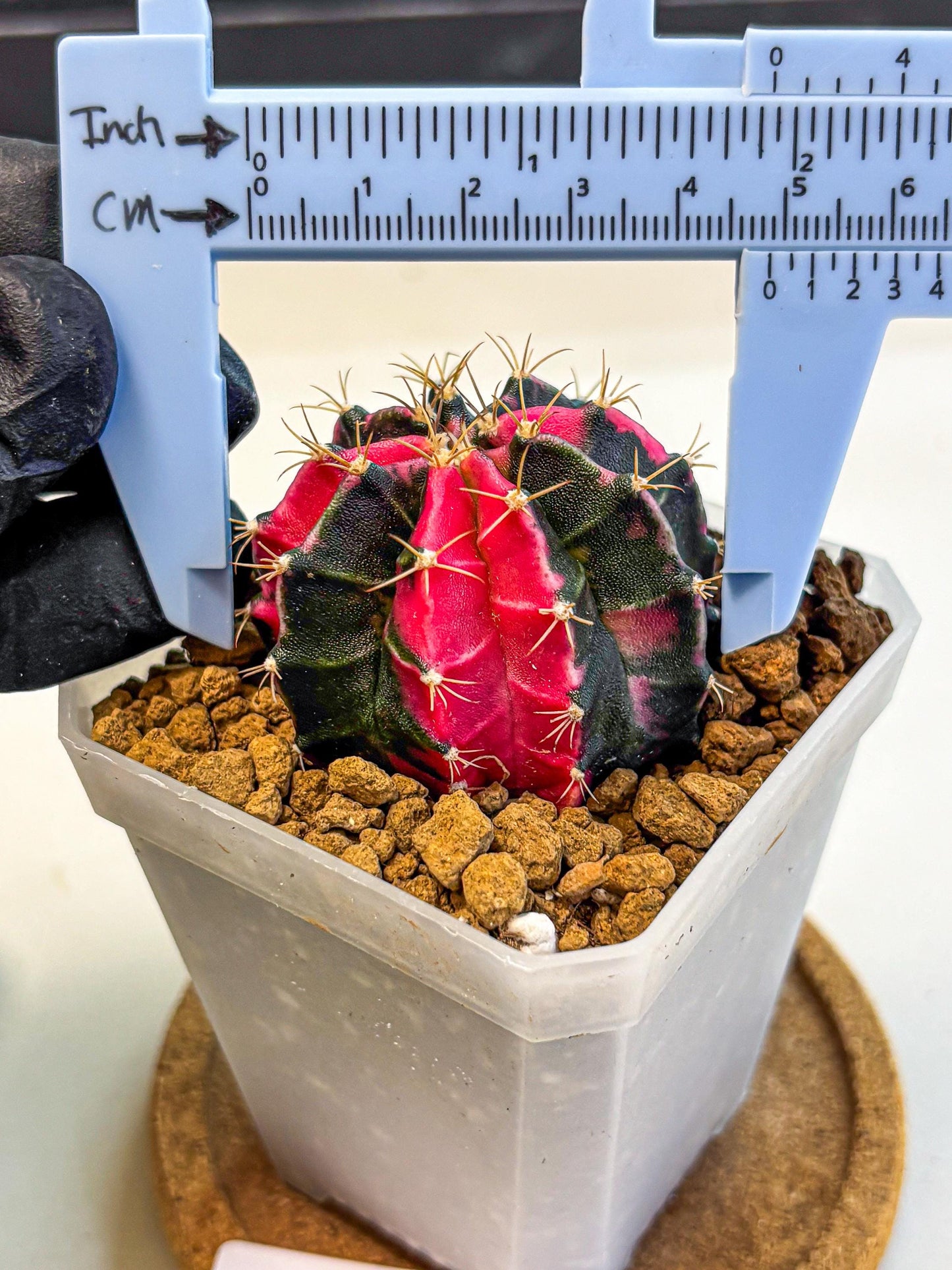 Gymnocalycium Pink Panther (gy19) (04) | Collectable Plant